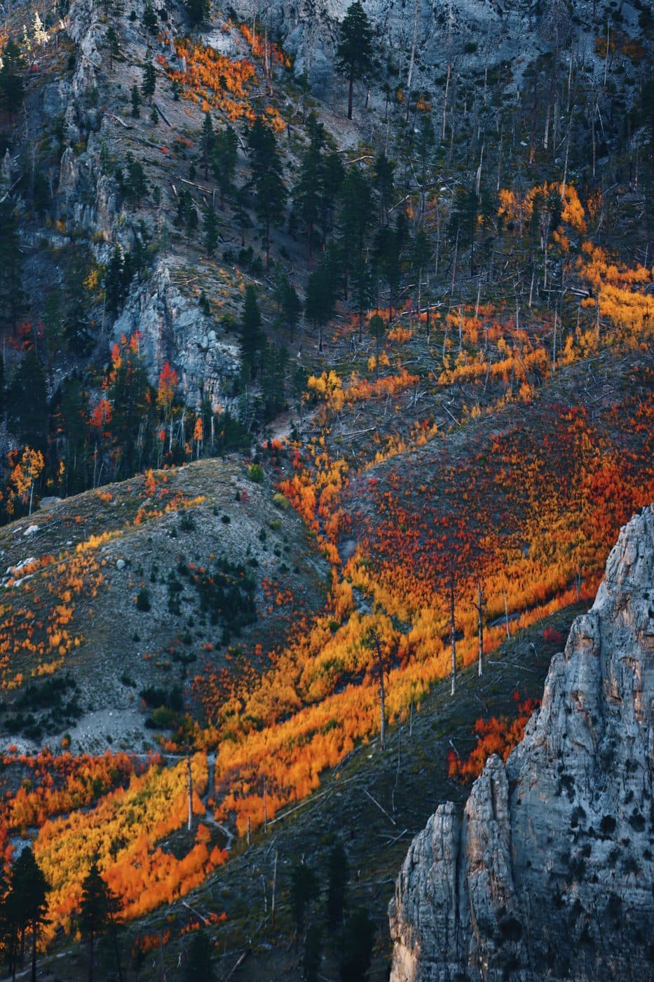 Golden aspen trees glowing in fall color