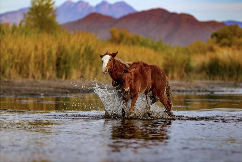 Wild Horses