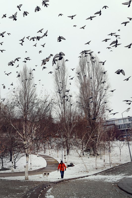 Up With Birds