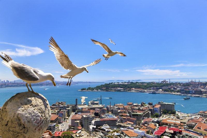 Fly With Me